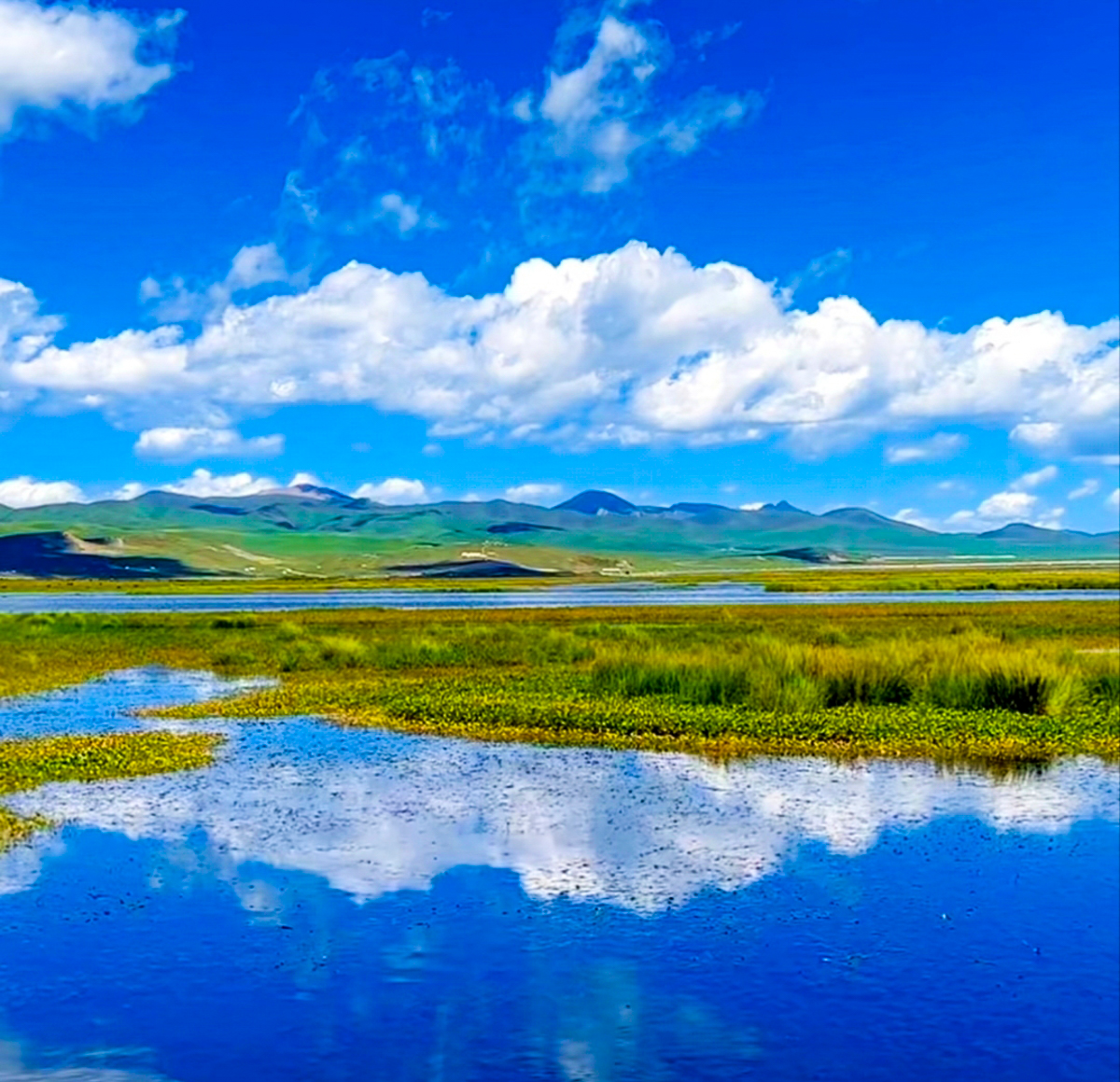 若尔盖草原湿地航拍，九曲黄河与牦牛群在高原阳光下，川甘青精品风景道核心段